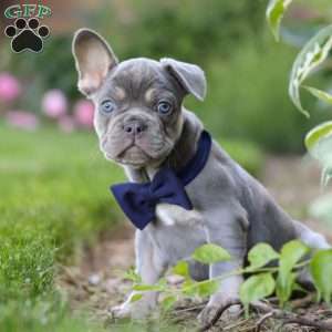 Moore, French Bulldog Puppy